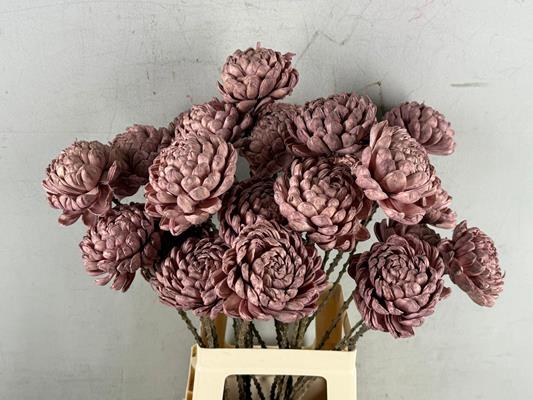<h4>Stick Shola Artichokeø12 O.pnk</h4>
