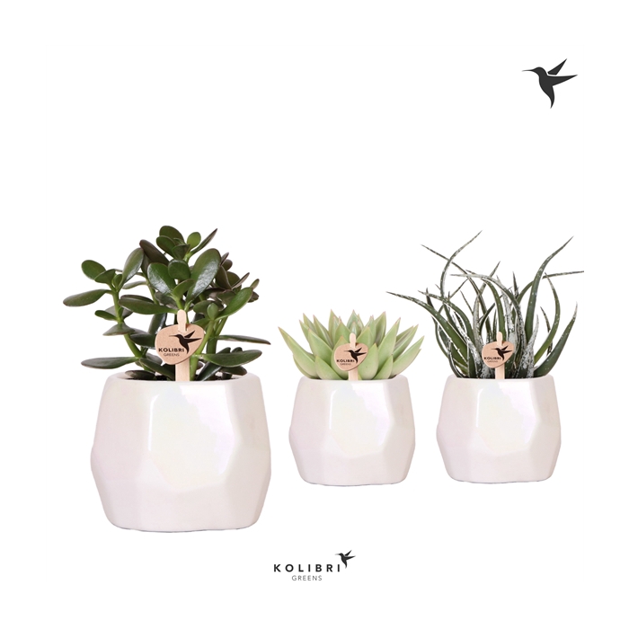 <h4>Kolibri Greens Succulenten mix in Pearl pot travertine</h4>