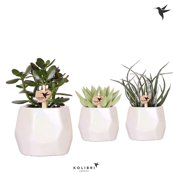 <h4>Kolibri Greens Succulenten mix in Pearl pot travertine</h4>