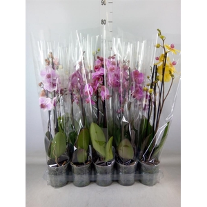 Phalaenopsis   ...mix  5