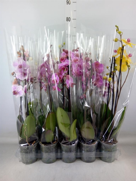 <h4>Phalaenopsis   ...mix  5</h4>