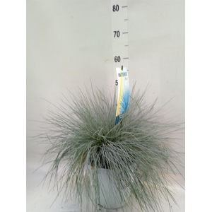 Festuca glauca 'Intens Blue'