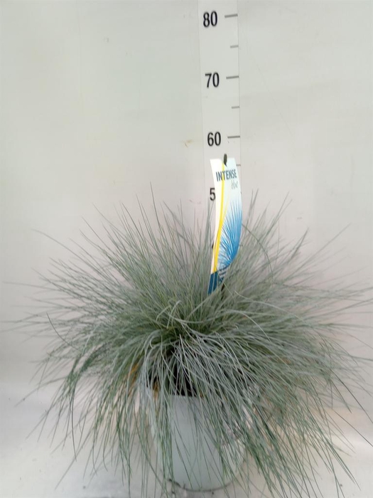 <h4>Festuca glauca 'Intens Blue'</h4>