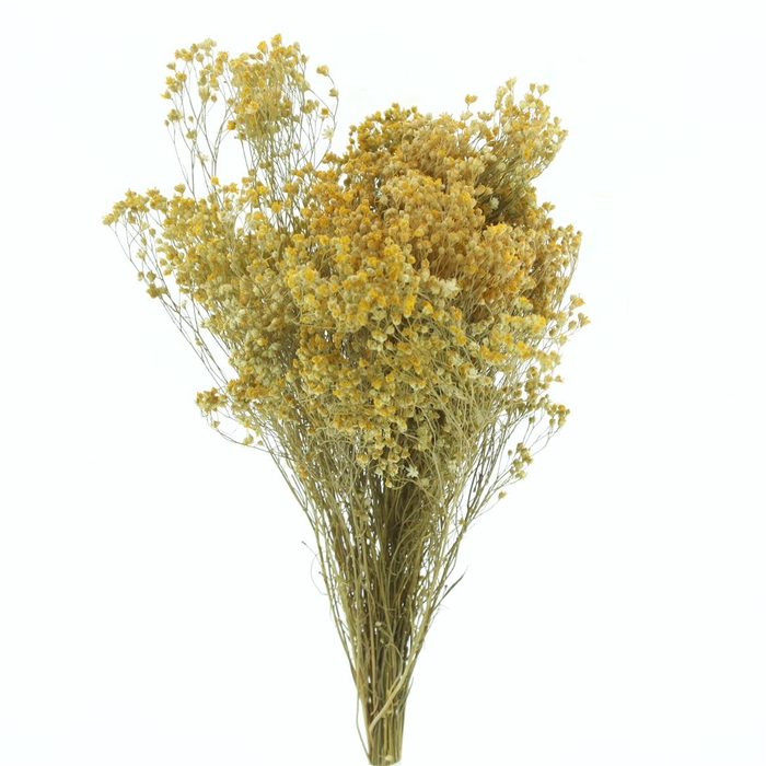 Dried Broom Bloom Natural