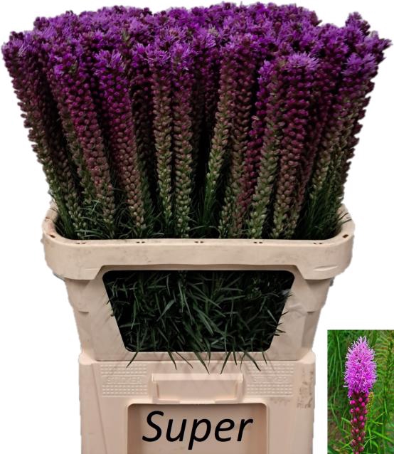 <h4>LIATRIS CALLILEPIS</h4>