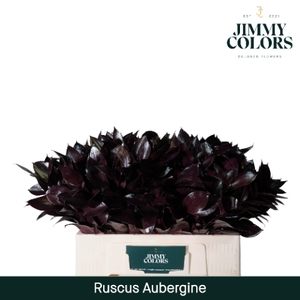 Ruscus L50 Klbh. Aubergine