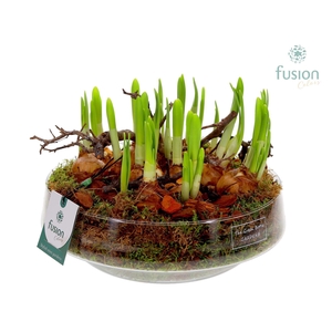 Green Bottle Iris Large met Narcissus