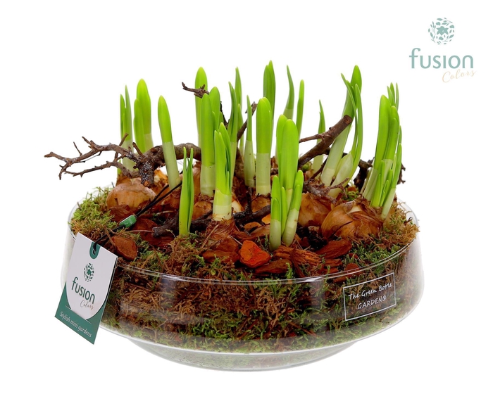 <h4>Green Bottle Iris Large met Narcissus</h4>