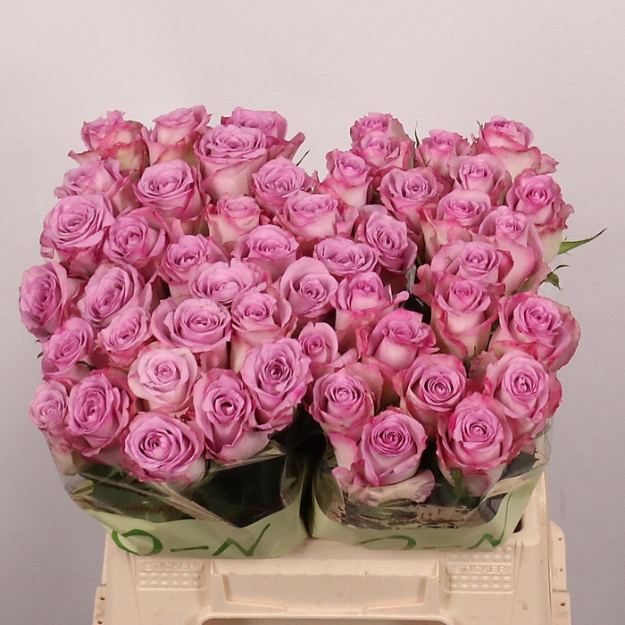 <h4>R GR THRILLER</h4>