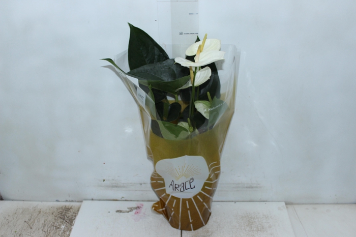 <h4>ANTHURIUM SUMI P17</h4>