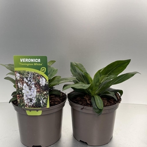 Veronica 'Tissington White' C2
