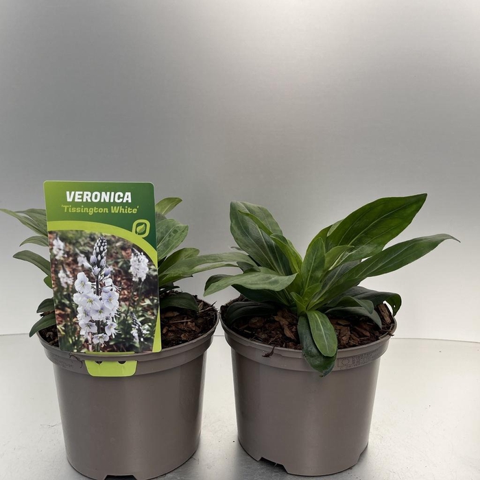 <h4>Veronica 'Tissington White' C2</h4>