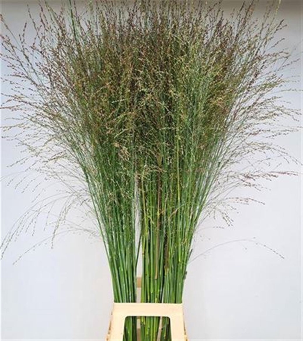 <h4>Siergras Panicum Vi Thundercld</h4>