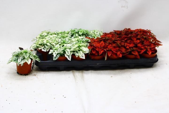 <h4>HYPOEST GEM</h4>