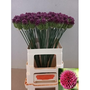 ALLIUM SPHAEROCEPHAL