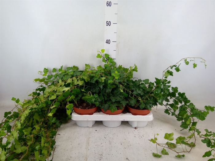 <h4>Hedera helix 'Wonder'</h4>