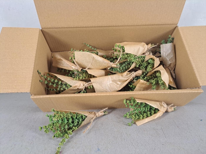 <h4>PF Lavendel Green</h4>