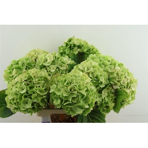 Hydr M Cl. Emeral Green 60-17