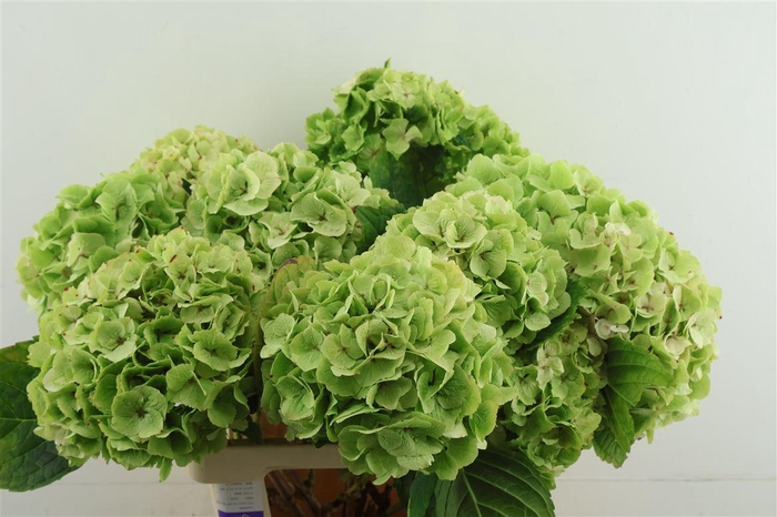 <h4>Hydr M Cl. Emeral Green 60-17</h4>