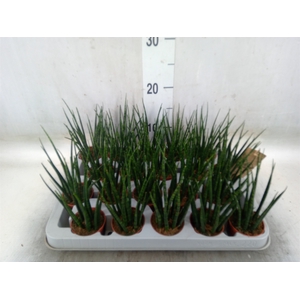 Sansevieria  'Fernwood'