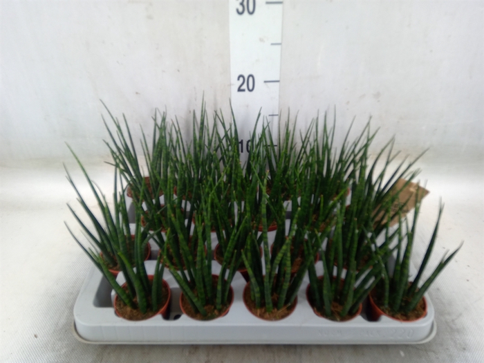 <h4>Sansevieria  'Fernwood'</h4>