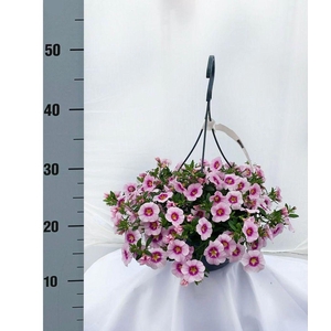 .Hanging baskets calibrachoa pink, dark centre