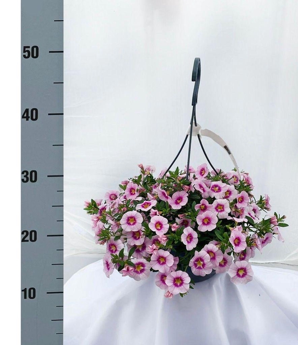 <h4>.Hanging baskets calibrachoa pink, dark centre</h4>