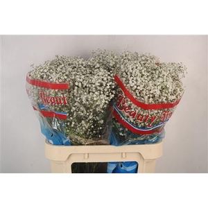 Gyps Pa Beauty Bride X50