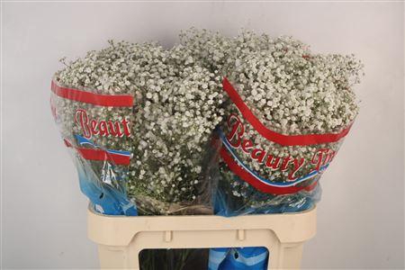 <h4>Gyps Pa Beauty Bride</h4>