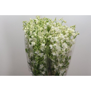 Delph En Be An White