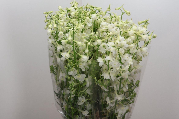 <h4>Delph En Be An White</h4>