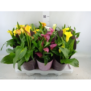 Zantedeschia   ...mix