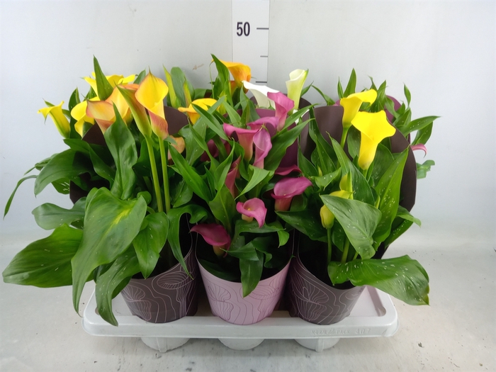 <h4>Zantedeschia   ...mix</h4>