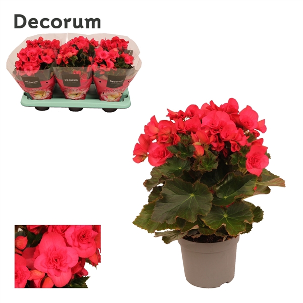 <h4>Begonia 13 cm ''serena'' paars Decorum</h4>