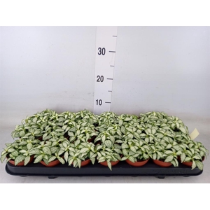 Fittonia  'Mosaic White Forest Fla'