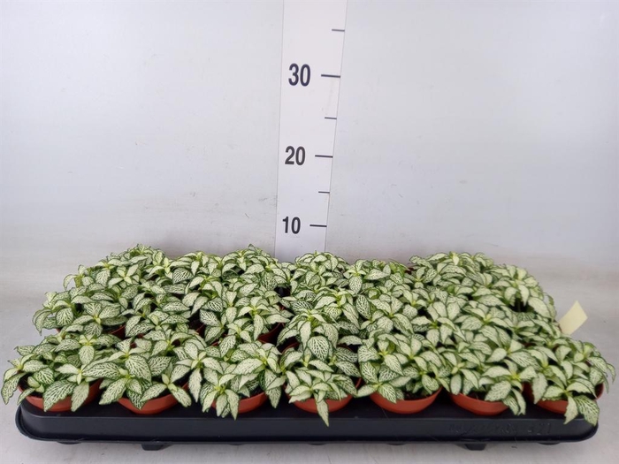 <h4>Fittonia  'Mosaic White Forest Fla'</h4>