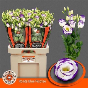 Eus G Rosi Blue Pico