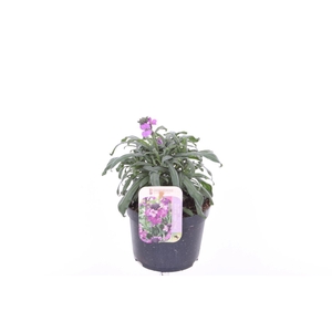 Erysimum linifolium Sup Bowl MauvE
