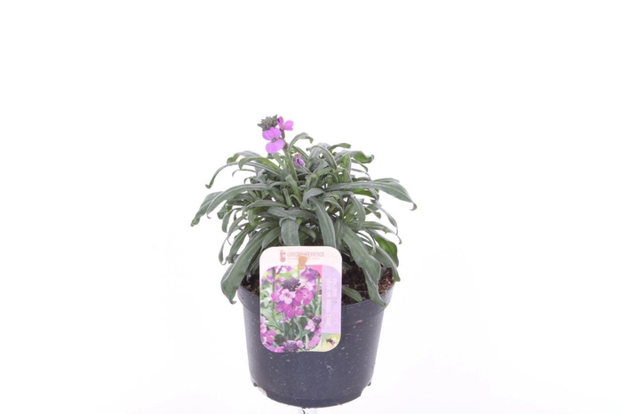 <h4>Erysimum linifolium Sup Bowl MauvE</h4>