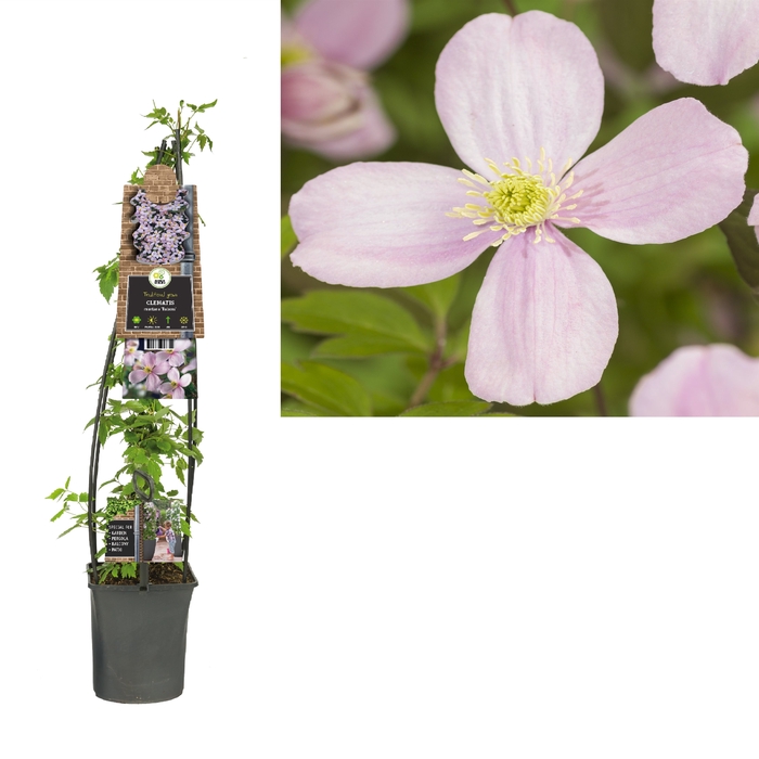 Clematis montana 'Rubens' 3.0 label C5