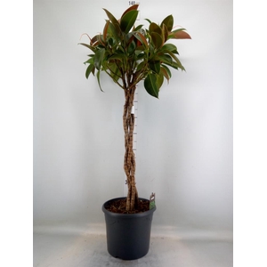 Ficus elastica 'Melany'