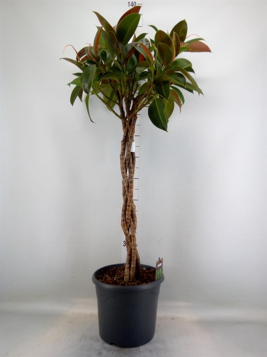 <h4>Ficus elastica 'Melany'</h4>