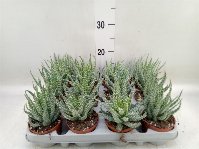 <h4>Aloe humilis</h4>