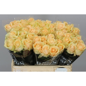 R Gr Avalanche Peach