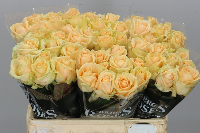 <h4>R Gr Avalanche Peach</h4>