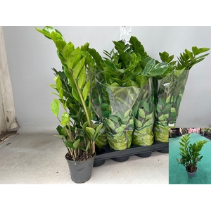 ZAMIO ZAMIIFOLIA