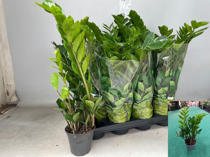 <h4>ZAMIO ZAMIIFOLIA</h4>