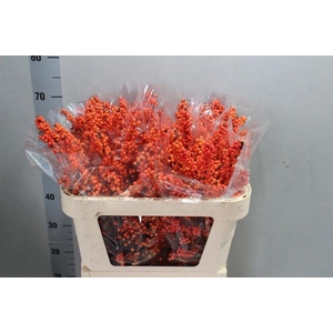 Ilex vert Winter Gold L 7