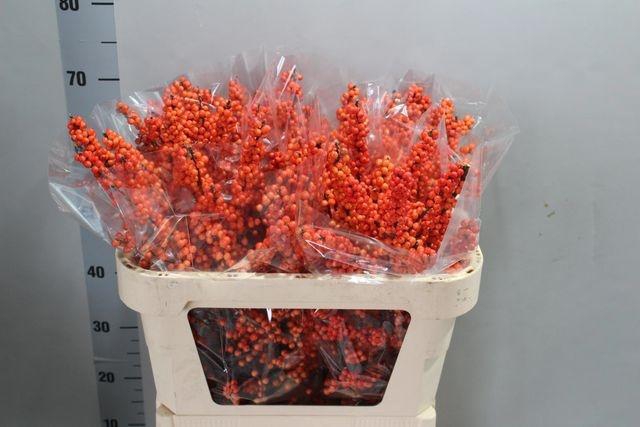 <h4>Ilex vert Winter Gold L 7</h4>