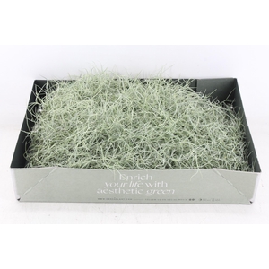 arr3 CP - Usneoides x6